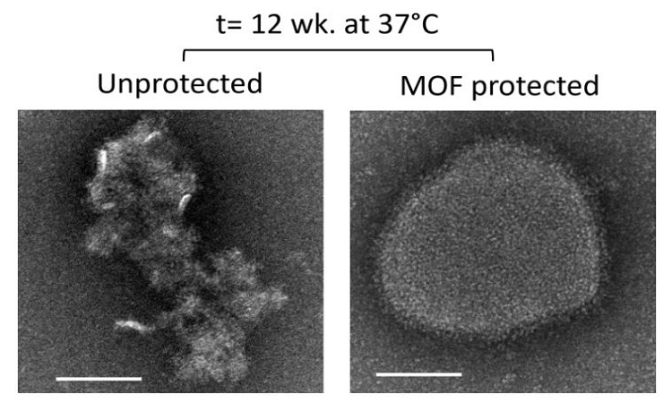 Ảnh chụp dưới kính hiển vi điện tử của hạt vaccine không có lớp phủ MOF (trái) và có lớp phủ MOF (phải) ở 37 độ C. Ảnh: Ruhani Singh